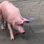 Babi Pink Cicendo Bikin Heboh Warga Bandung: Kronologi Lengkap