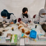 Sterilisasi Kucing Liar Bandung Dimulai, Target 1.000 Ekor