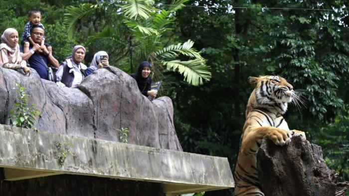 Kebun Binatang Bandung Bermasalah: 4 Fakta Hukum & Usulan Revisi Konservasi Kebun Binatang Bandung Bermasalah: 4 Fakta Hukum & Usulan Revisi Konservasi