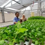Cara Jadi Petani Hidroponik di Bandung Modal Minim!