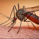 Wolbachia Diperluas! Pemkot Bandung Targetkan 3 Kecamatan Baru Demi Tekan DBD