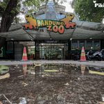 Dua Bayi Harimau Lahir di Bandung Zoo