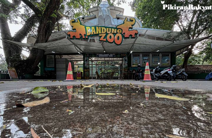 Dua Bayi Harimau Lahir di Bandung Zoo Dua Bayi Harimau Lahir di Bandung Zoo