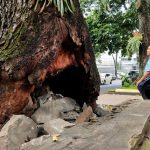 Pohon Mahoni Bolong di Jalan Diponegoro Bandung, Warga Cemas Bisa Tumbang