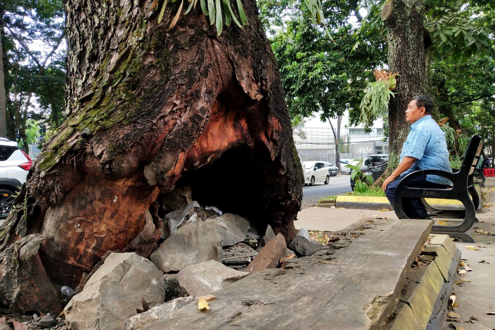 Pohon Mahoni Bolong di Jalan Diponegoro Bandung, Warga Cemas Bisa Tumbang Pohon Mahoni Bolong di Jalan Diponegoro Bandung, Warga Cemas Bisa Tumbang