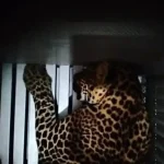 Macan Tutul Lepas dari Lembang Park Zoo, BBKSDA Jabar Pastikan Satwa Bergerak ke Hutan