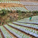 Hari Tani Nasional: Momentum Penghormatan dan Tantangan Petani di Indonesia