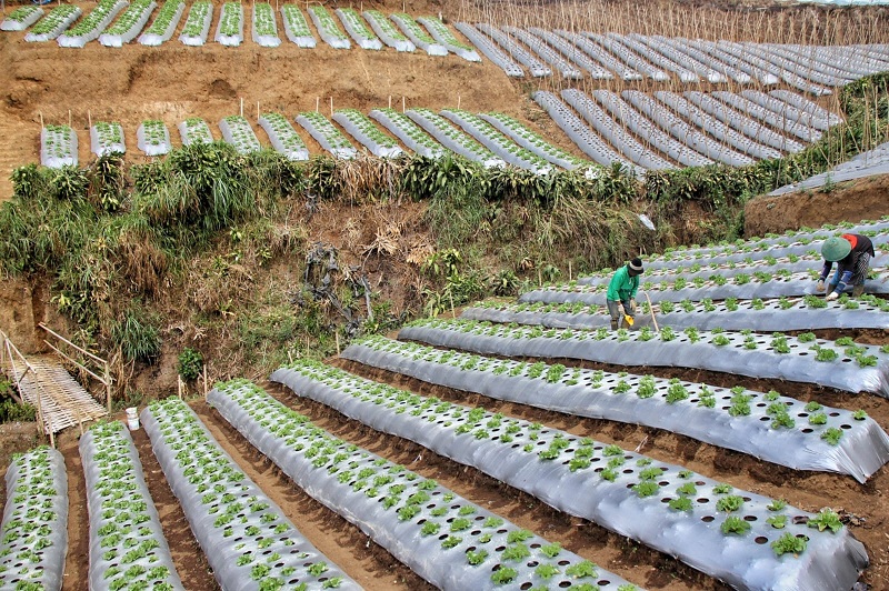 Hari Tani Nasional: Momentum Penghormatan dan Tantangan Petani di Indonesia Hari Tani Nasional: Momentum Penghormatan dan Tantangan Petani di Indonesia