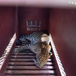 Macan Tutul Bandung dari Hotel Anugerah Akan Direhabilitasi di PPS Cikananga Sukabumi