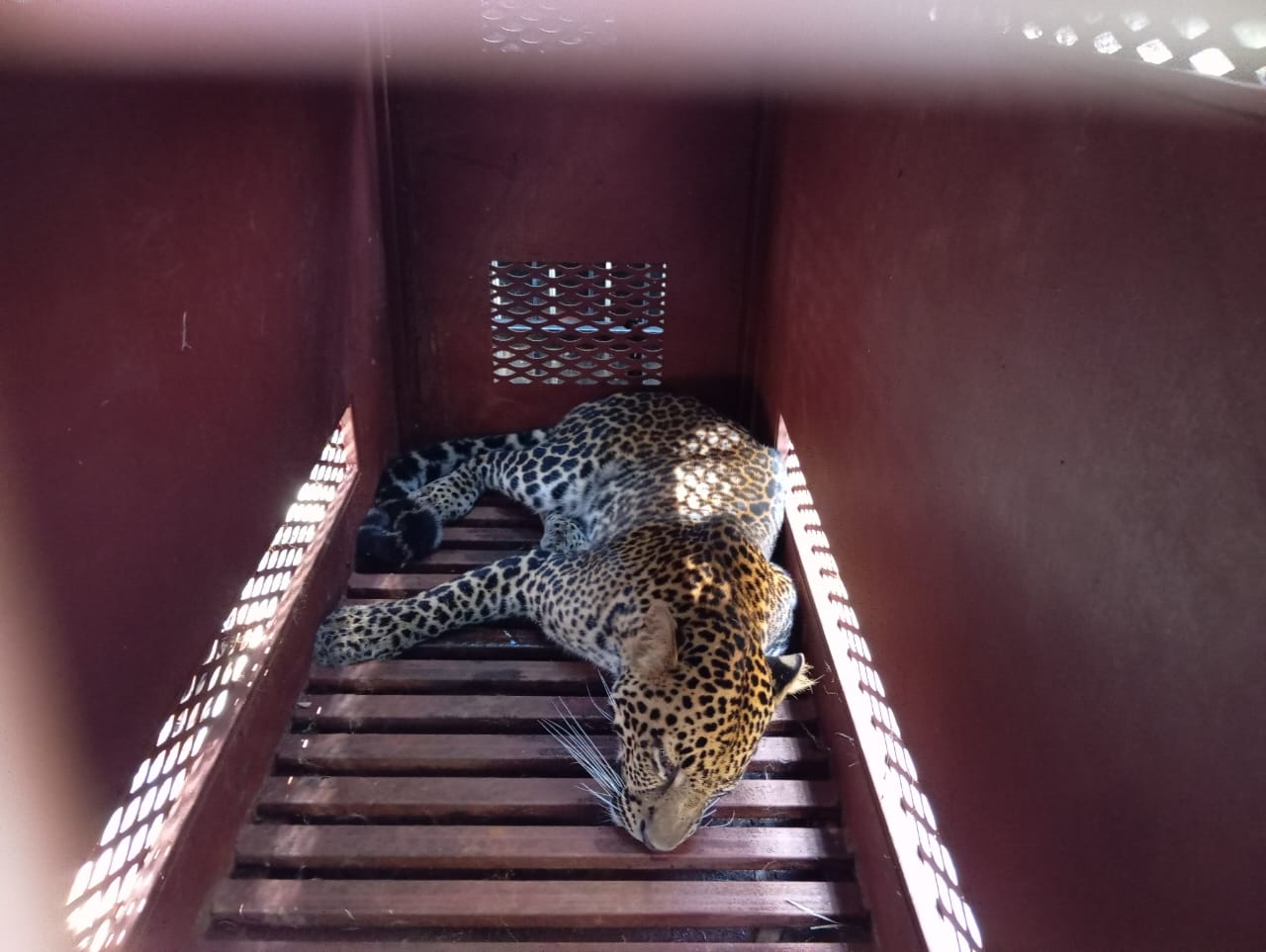 Macan Tutul Bandung dari Hotel Anugerah Akan Direhabilitasi di PPS Cikananga Sukabumi