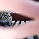 BBKSDA Jabar Dalami Asal Macan Tutul Bandung yang Masuk ke Hotel Anugerah