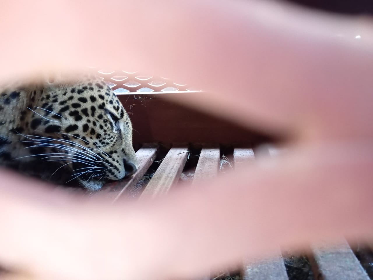 BBKSDA Jabar Dalami Asal Macan Tutul Bandung yang Masuk ke Hotel Anugerah BBKSDA Jabar Dalami Asal Macan Tutul Bandung yang Masuk ke Hotel Anugerah