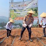Polres Cimahi Tanam Jagung di Cikalongwetan Demi Wujudkan Swasembada Pangan Nasional