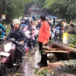 Cuaca Ekstrem! Pohon Tumbang Lumpuhkan Jalan Subang–Bandung