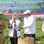 Inovasi Ubi Jalar Ase Bandung Dongkrak Pendapatan Petani Kuningan!