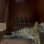 Macan Tutul Gegerkan Hotel di Bandung, Evakuasi Makan Waktu Tiga Jam!