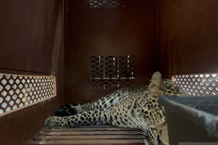 Macan Tutul Gegerkan Hotel di Bandung, Evakuasi Makan Waktu Tiga Jam! Macan Tutul Gegerkan Hotel di Bandung, Evakuasi Makan Waktu Tiga Jam!