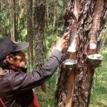 Sinergi Perhutani–LMDH, Produksi Getah Pinus Naik!