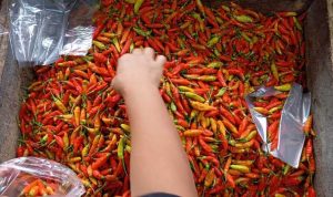 Harga Cabai Bandung 2025 Mereda, Sejumlah Komoditas Pangan Stabil dan Terkendali Harga Cabai Bandung 2025 Mereda, Sejumlah Komoditas Pangan Stabil dan Terkendali