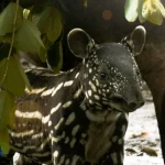 Bandung Zoo Siap Sambut Kelahiran Bayi Tapir Asia!