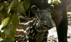 Bandung Zoo Siap Sambut Kelahiran Bayi Tapir Asia! Bandung Zoo Siap Sambut Kelahiran Bayi Tapir Asia!
