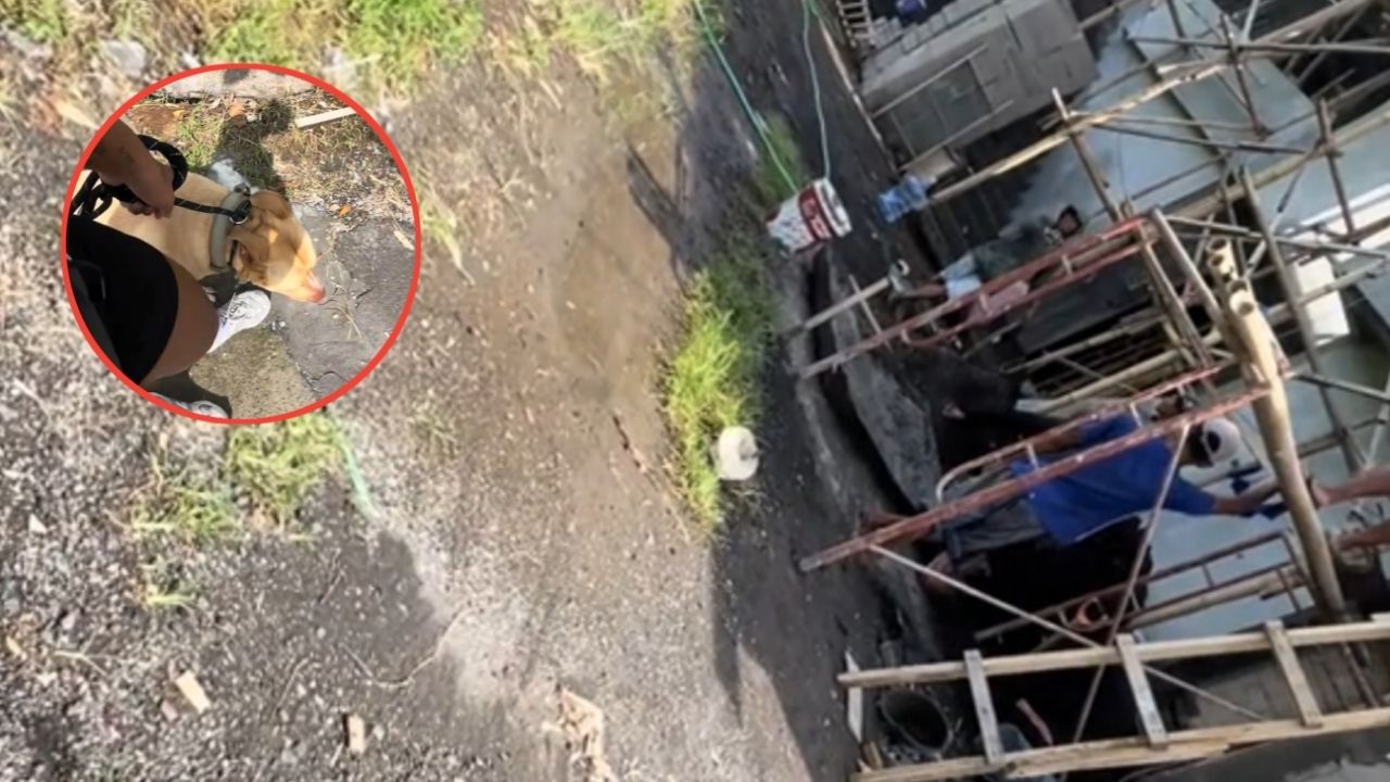 Lagi Jalan Santai Sama Anjingnya Malah Dicatcalling, Cewek Ini Langsung Samperin Para Tukang yang Sedang Bekerja Lagi Jalan Santai Sama Anjingnya Malah Dicatcalling, Cewek Ini Langsung Samperin Para Tukang yang Sedang Bekerja