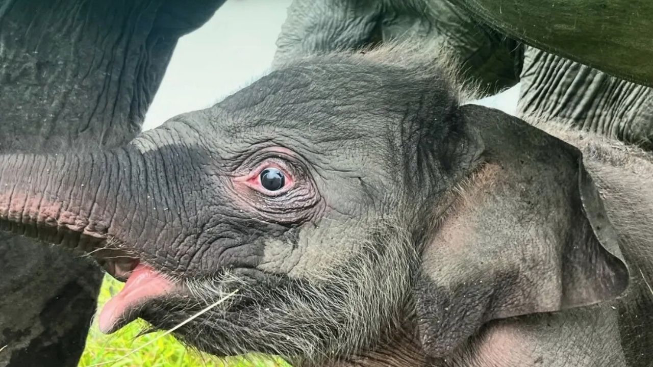 Momen Kelahiran Bayi Gajah Warnai Pusat Konservasi Jalur 21 Padang Sugihan Momen Kelahiran Bayi Gajah Warnai Pusat Konservasi Jalur 21 Padang Sugihan