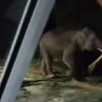 Alih-Alih Diusir, Cewek Ini Ikhlas Pohon Pisangnya Dimakan oleh Gajah Liar