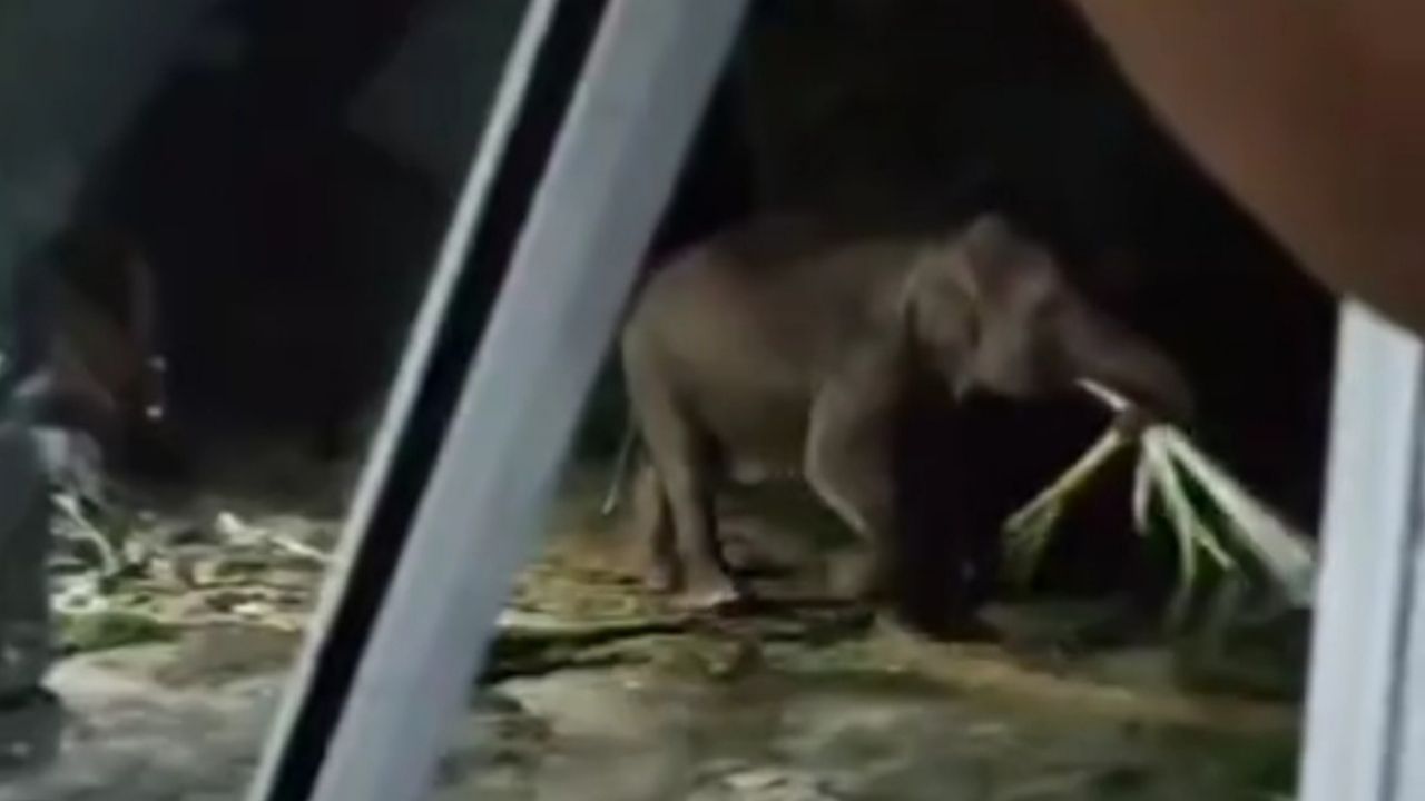 Alih-Alih Diusir, Cewek Ini Ikhlas Pohon Pisangnya Dimakan oleh Gajah Liar Alih-Alih Diusir, Cewek Ini Ikhlas Pohon Pisangnya Dimakan oleh Gajah Liar