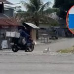 Setia Menunggu di Tempat yang Sama, Kucing Ini Selalu Menantikan Kedatangan Bapak Penjual Ikan