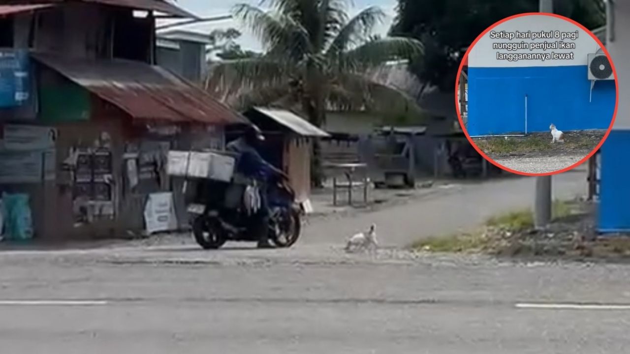 Setia Menunggu di Tempat yang Sama, Kucing Ini Selalu Menantikan Kedatangan Bapak Penjual Ikan