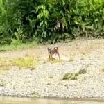 Perjuangan Seekor Anjing Seberangi Sungai, Setelah Percobaan Berkali-Kali Akhirnya Berhasil
