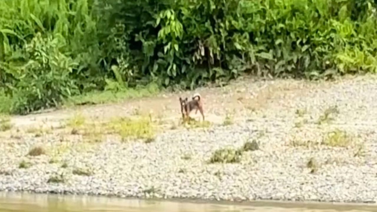 Perjuangan Seekor Anjing Seberangi Sungai, Setelah Percobaan Berkali-Kali Akhirnya Berhasil (TikTok/@havefunnnnn_)