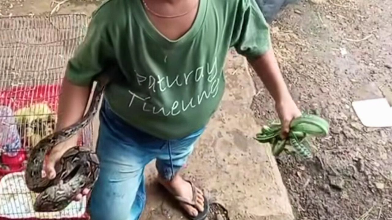 Demi Dapat Uang Rp 50 Ribu, Bocah Laki-Laki di Garut Ini Tangkap Ular di Area Persawahan
