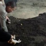 Seekor Kucing Tak Berdaya Usai Diserang Anjing yang Tali Pengamannya Putus, Pemiliknya Jadi Sorotan karena Teledor