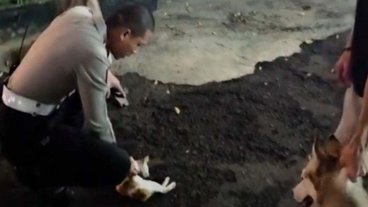 Seekor Kucing Tak Berdaya Usai Diserang Anjing yang Tali Pengamannya Putus, Pemiliknya Jadi Sorotan karena Teledor Seekor Kucing Tak Berdaya Usai Diserang Anjing yang Tali Pengamannya Putus, Pemiliknya Jadi Sorotan karena Teledor