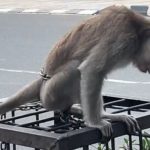 Cewek Ini Laporkan Seekor Monyet yang Dirantai di Margonda Depok, Tapi Kini Sudah Tidak Ada