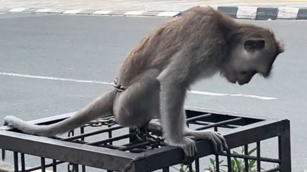 Cewek Ini Laporkan Seekor Monyet yang Dirantai di Margonda Depok, Tapi Kini Sudah Tidak Ada Cewek Ini Laporkan Seekor Monyet yang Dirantai di Margonda Depok, Tapi Kini Sudah Tidak Ada