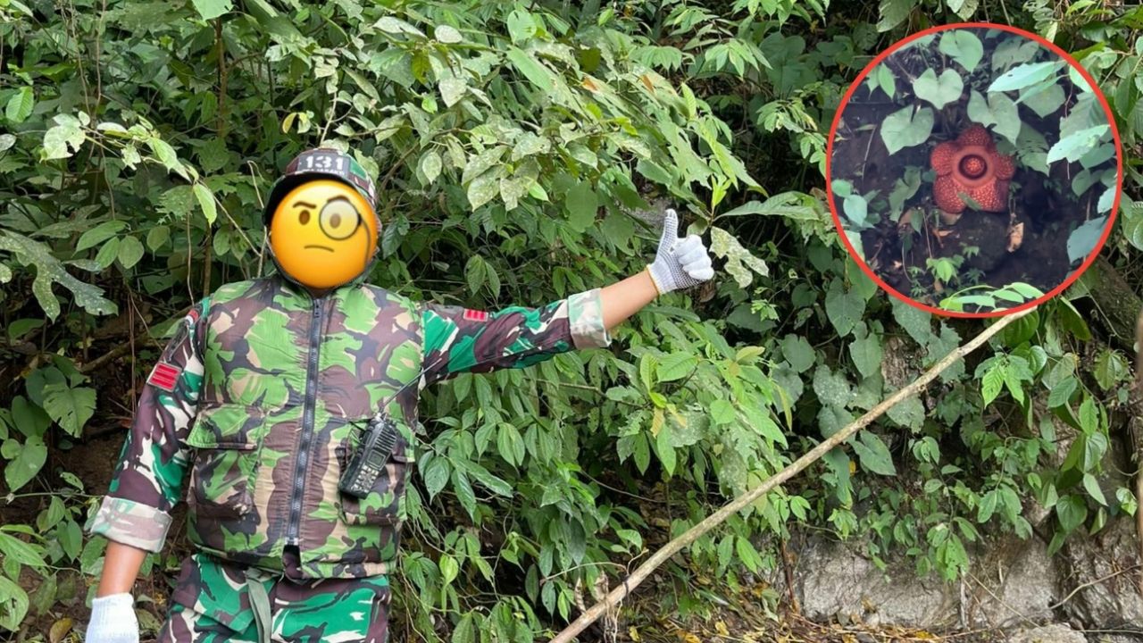 Hoki Akhir Tahun Kepakai, TNI Ini Ketemu Bunga Raflesia Arnoldi yang Sedang Mekar Ketika Cari Korban Hoki Akhir Tahun Kepakai, TNI Ini Ketemu Bunga Raflesia Arnoldi yang Sedang Mekar Ketika Cari Korban