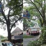 Pemkot Bandung Pangkas Sejumlah Pohon di Ruas Jalan Supratman dan LRE Martadinata Demi Mitigasi dan Terangi Jalan