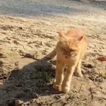 Momen Ketika Cewek Ini Bahagia Karena Kucing Peliharaannya Selamat dari Banjir di Aceh