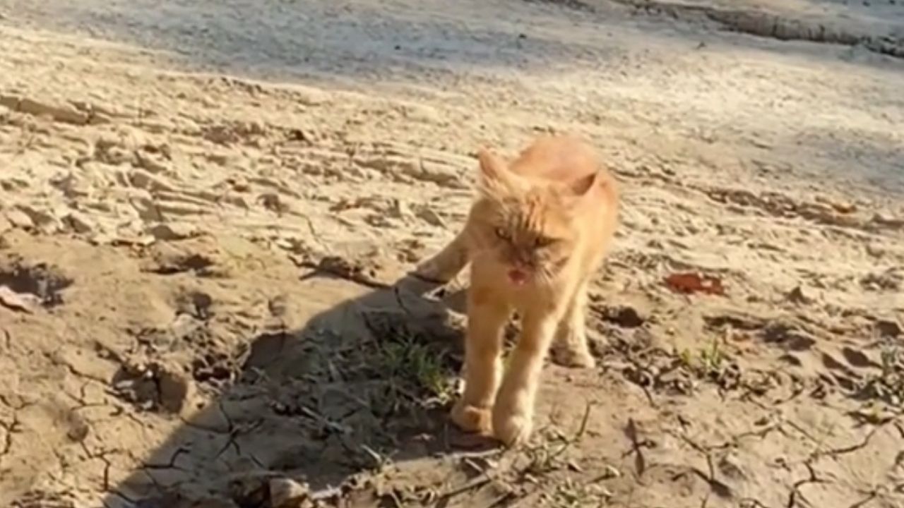 Momen Ketika Cewek Ini Bahagia Karena Kucing Peliharaannya Selamat dari Banjir di Aceh Momen Ketika Cewek Ini Bahagia Karena Kucing Peliharaannya Selamat dari Banjir di Aceh
