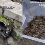 Merinding, Gorong-Gorong di Sukabumi Dipenuhi oleh 22 Ekor Ular Sanca