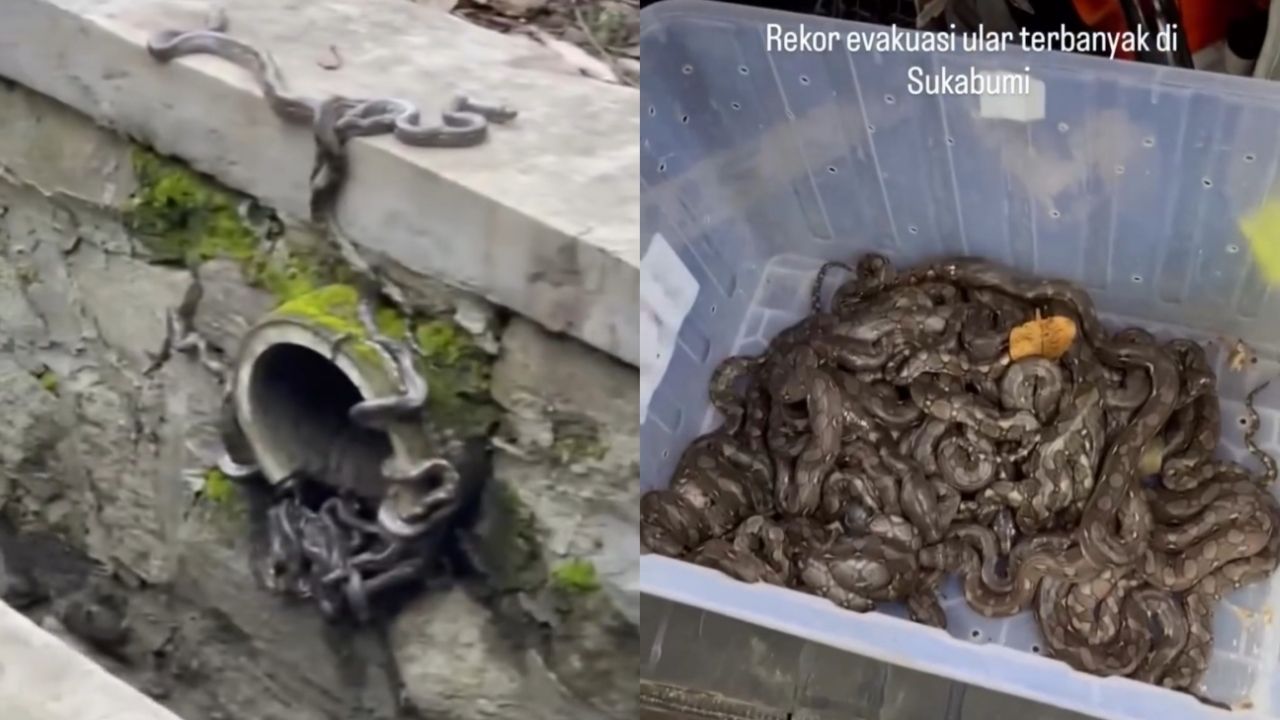 Merinding, Gorong-Gorong di Sukabumi Dipenuhi oleh 22 Ekor Ular Sanca