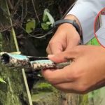 Pelaku Pencurian Kabel PJL di Kecamatan Babakan Ciparay Kota Bandung Berhasil Diamankan Polsek Bacip