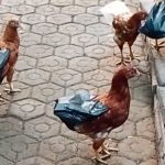 Agar Kotorannya Tidak Berceceran di Jalan, Ibu Ini Beri Kantong Plastik Hitam di Bagian Belakang Ayam Peliharaannya