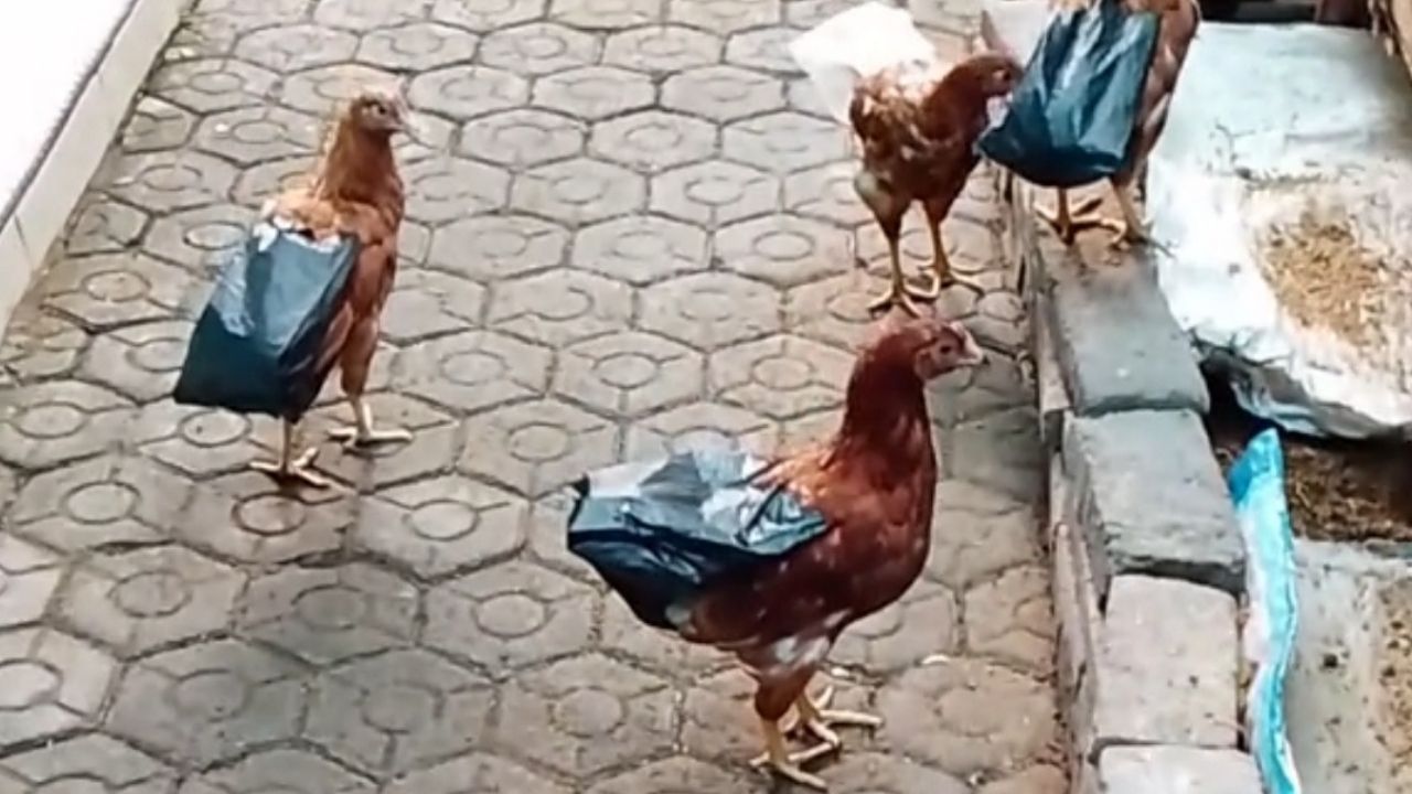 Agar Kotorannya Tidak Berceceran di Jalan, Ibu Ini Beri Kantong Plastik Hitam di Bagian Belakang Ayam Peliharaannya Agar Kotorannya Tidak Berceceran di Jalan, Ibu Ini Beri Kantong Plastik Hitam di Bagian Belakang Ayam Peliharaannya