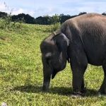 Erin, Seekor Gajah Sumatra yang Kehilangan Setengah Belalainya Karena Terkena Jerat Pemburu