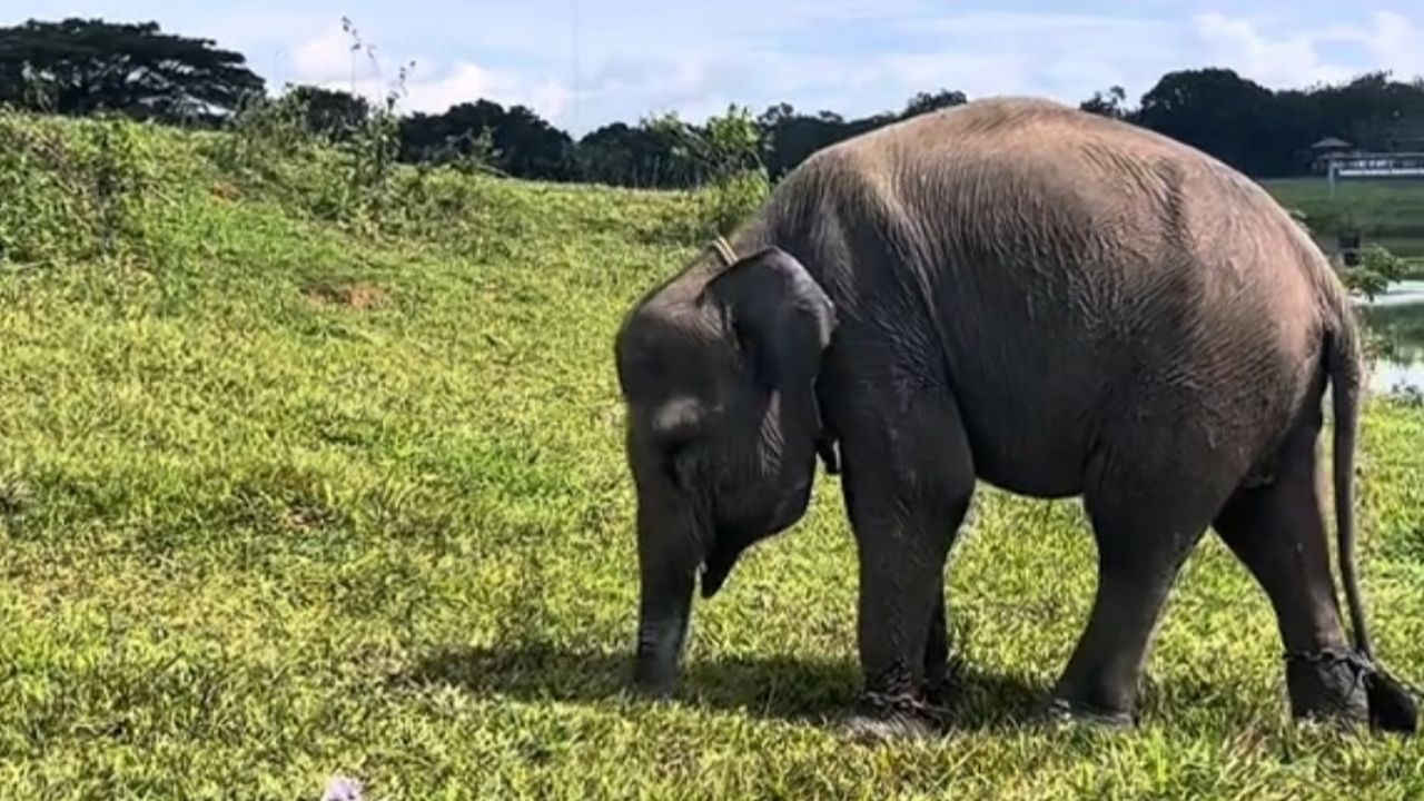 Erin, Seekor Gajah Sumatra yang Kehilangan Setengah Belalainya Karena Terkena Jerat Pemburu Erin, Seekor Gajah Sumatra yang Kehilangan Setengah Belalainya Karena Terkena Jerat Pemburu