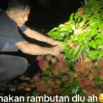 Temui Pohon Tumbang Hingga Halangi Jalan, Pria Ini Malah Santai Petik Buah Rambutan